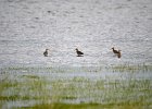 Aziatische grijze snip (Asian dowitcher) (Limnodromus semipalmatus) - Ogii Nuur 14-08-2016 (2)